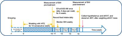 Electroacupuncture induces weight loss by regulating tuberous sclerosis complex 1-mammalian target of rapamycin methylation and hypothalamic autophagy in high-fat diet-induced obese rats